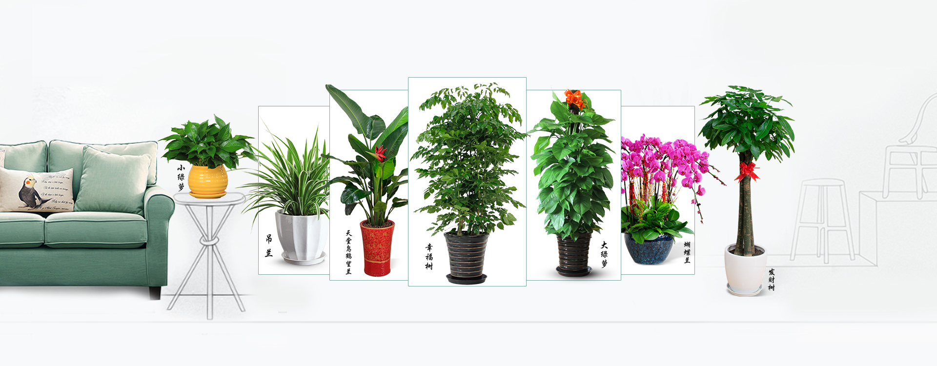 植物租賃,<a href='http://krq623.cn/zubai/' target='_blank'><u>綠植租賃</u></a>,室內(nèi)<a href='http://krq623.cn/zubai/' target='_blank'><u>綠植租賃</u></a>,室內(nèi)植物租賃